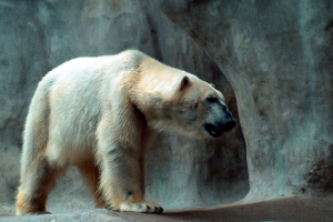 Polar Bear7741313547 300x200 - Polar Bear - Polar, Parrots, Bear